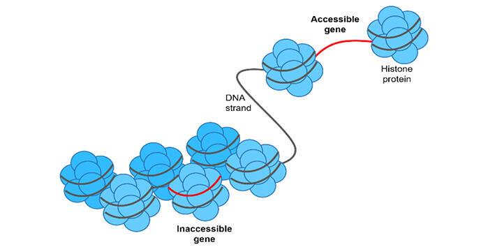 DNA wraps around histone proteins, changing the accessibility of genes to DNA readers.
