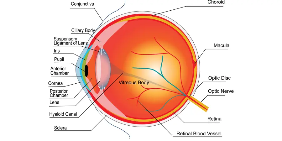 Diagram showing the structure of an eye. The vitreous body is the largest part of the eye.