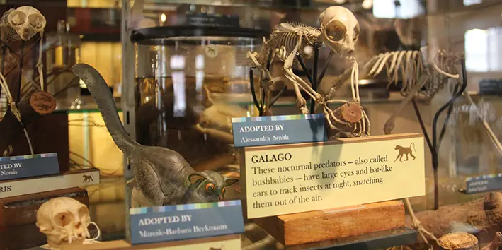 A display at the Grant Museum of Zoology showing skeletons and taxidermy animals