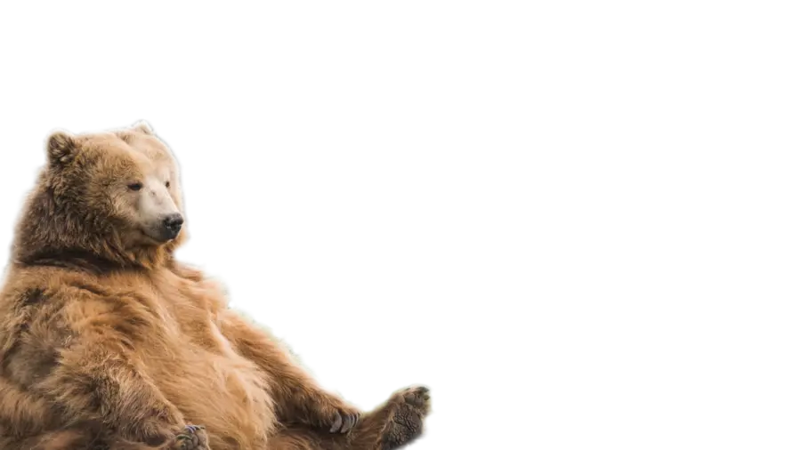 bear with its paws up