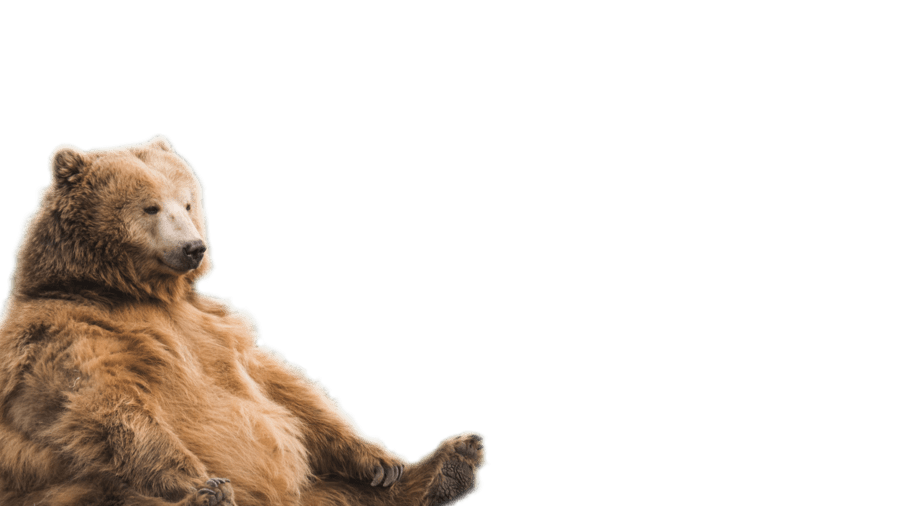 bear with its paws up