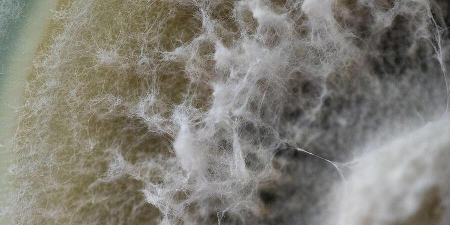 WHite, fluffy Mycelium of rice blast pathogen Pyricularia oryzae isolated from a plant
