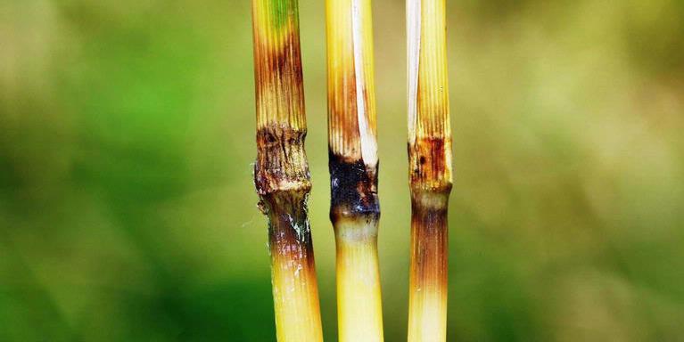 Rice blast symptoms on rice stalks, showing rotting parts