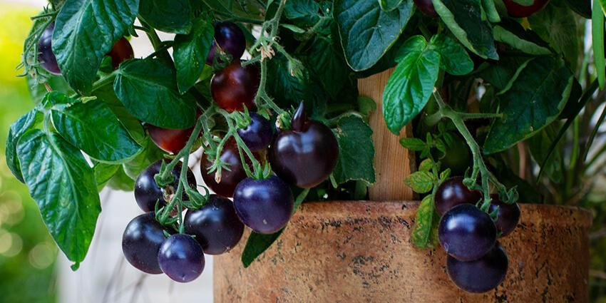 A plant of purple tomatoes