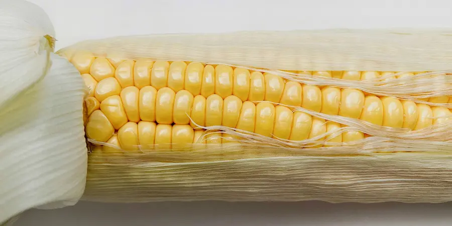 An ear of corn showing the pattern of growth of the kernels