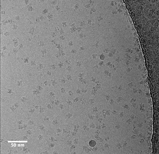 A black and white micrograph of proteins
