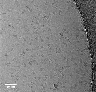 A black and white micrograph of proteins