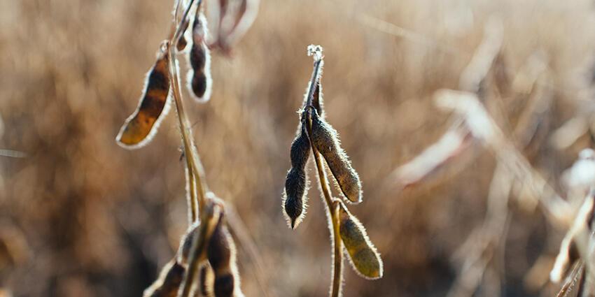 Soybean plant in a field