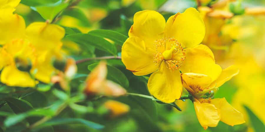 St Johns Wort, a pretty yellow flower