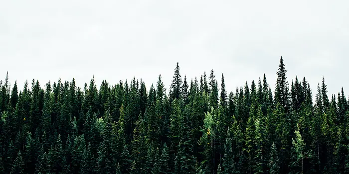 A luscious forest of tall green trees
