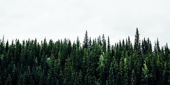 A luscious forest of tall green trees