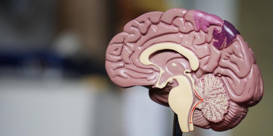 A sectional model of the brain