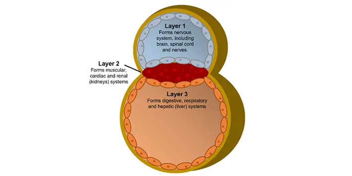 Diagram showing the layers of stem cells forming in the early embyo