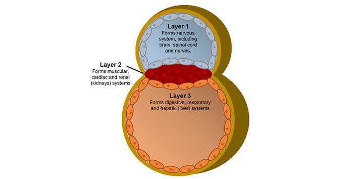 Diagram showing the layers of stem cells forming in the early embyo