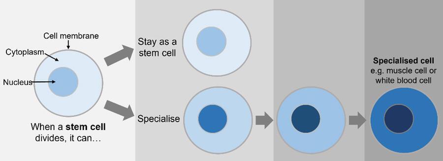 A diagram showing how when a stem cell divides, it can either stay as a stem cell or become a specialised cell (ie white blood cell)