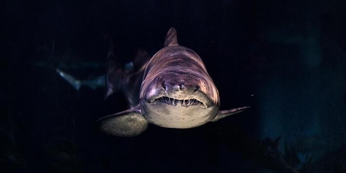 A grey shark in dark waters, facing the camera