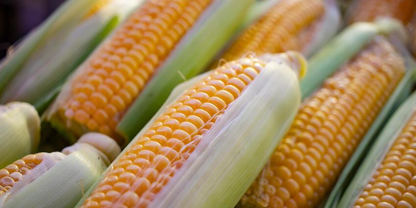 Raw corn on the cob