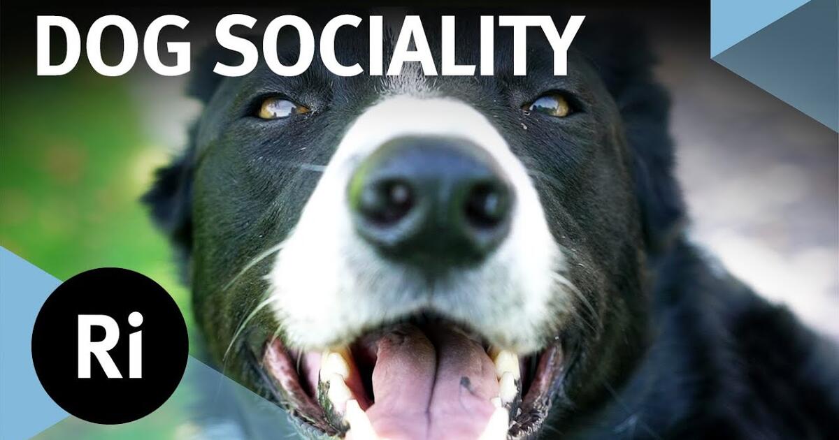 Do dogs have feelings? with Jules Howard Royal Institution