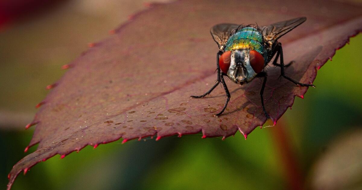 Metamorphosis: Small flies, big changes (family)