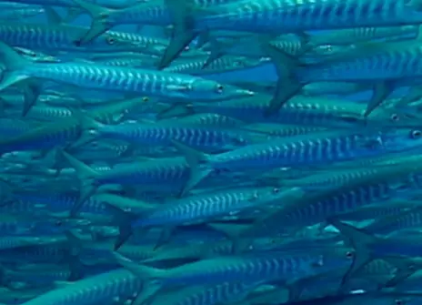 A shoal of blue fish on a screen
