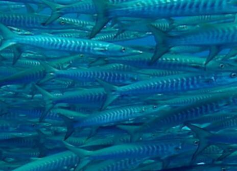 A shoal of blue fish on a screen