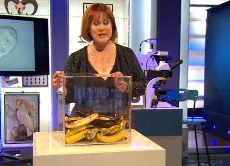 Alison Woollard standing behind a pile of rotten bananas, that are encased in a clear box