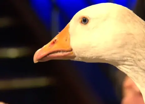 A white duck 