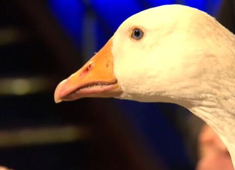 A white duck 