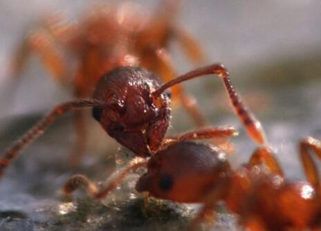 A close-up of two ants