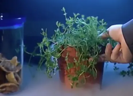 A fern in a plant pot, next to a beaker filled with mushrooms