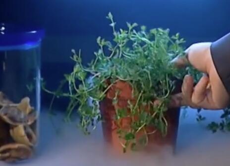 A fern in a plant pot, next to a beaker filled with mushrooms