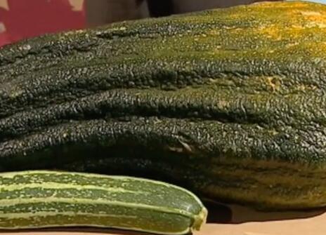 One regular sized courgette and one extremely large courgette
