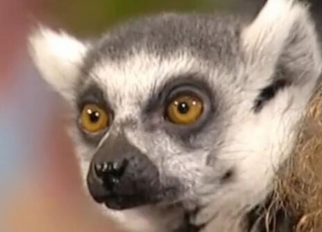 A close-up of a lemur's face