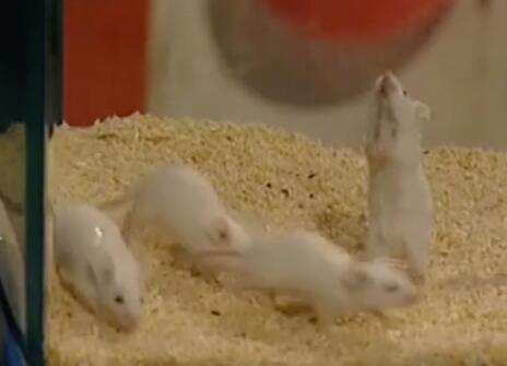 4 white mice in a cage