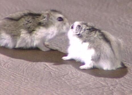 Two rodents facing each other