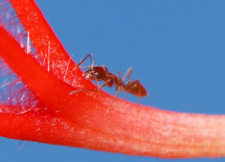 A close up of a brown Argentine ant on a red hibiscus stem