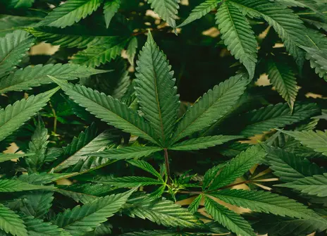 Cannabis Leaves 