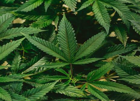 Cannabis Leaves 