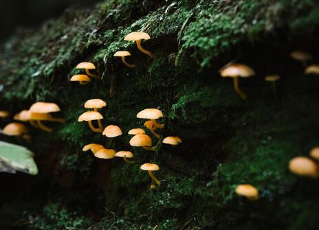 Little fungi growing on the side of a mossy tree