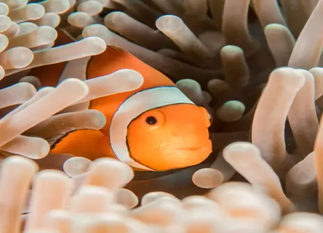 Orange and white clownfish in sea anemone
