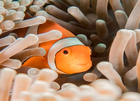 Orange and white clownfish in sea anemone