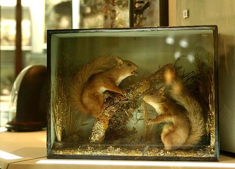 Two taxidermy squirrels inside a glass case. One of them holds a nut in its mouth, and is propped up on a small log.