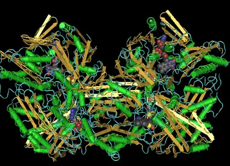 XO enzyme inhibited by febuxostat