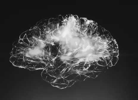 The brain