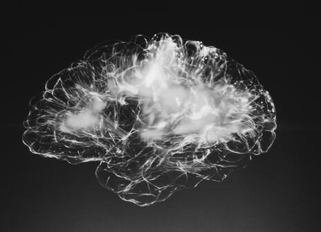 The brain