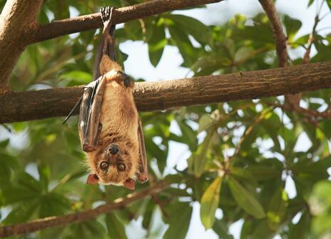 Acerodon celebensis, an endangered bat species