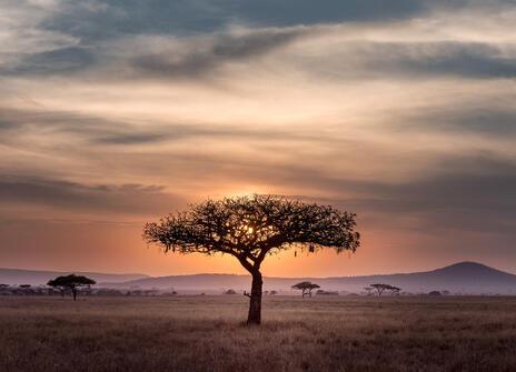 Sunset in the Serengeti