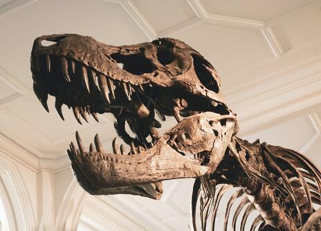 T-Rex skeleton at Manchester Museum