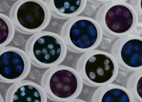 Three-dimensional landscape of the genome