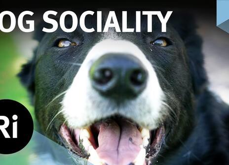 A black and white dog with its tongue out stares at the viewer. Overlayed are the words 'DOG SOCIALITY' along with the logo of the Royal Institution.